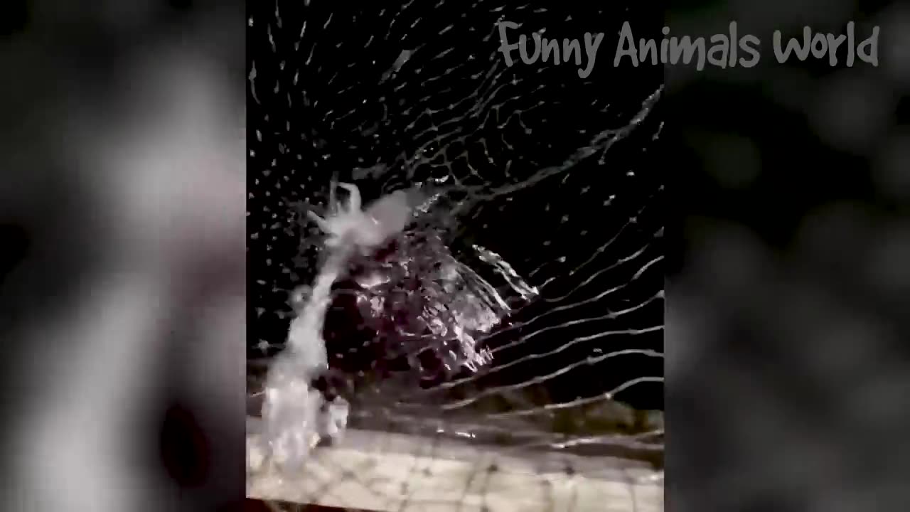 Funny Animal video