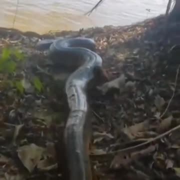 Giant animal coming out of the forest hiding in the river