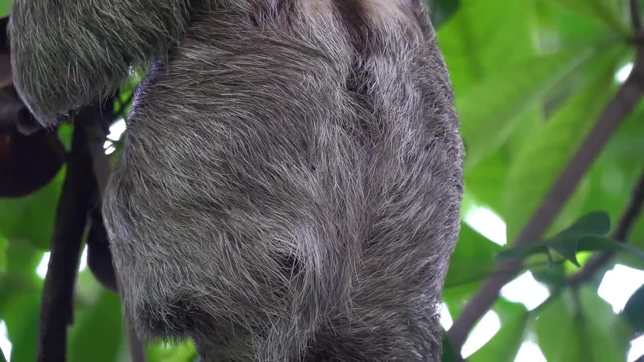 Amazing Sloth Footage - 4k - UHD - In the Rain-forest of Costa Rica