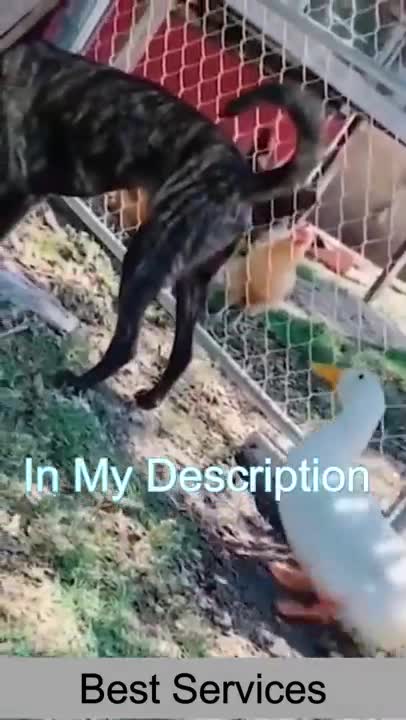 Best TRY NOT TO LAUGH