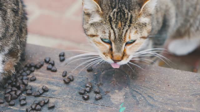 Video Of A Tabby Cat