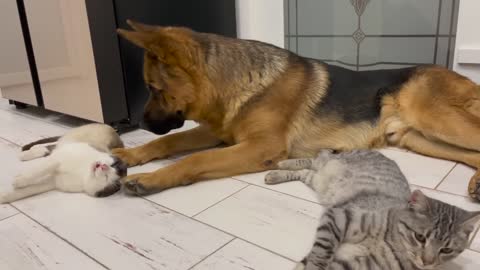 The German Shepherd is the Best Friend for Cats