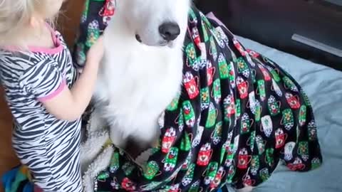 Toddler Wraps Dog With Blankets While They Sit Patiently