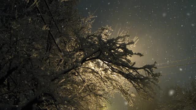 Enya " The Memory of Trees"