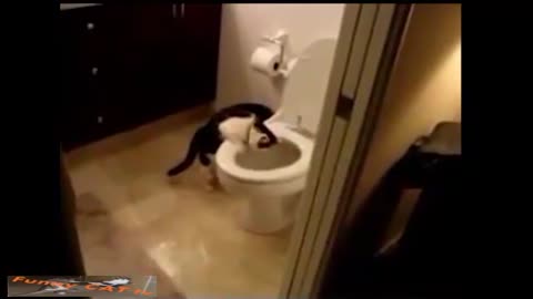 Funny Cat videos 🤣🤣🤣