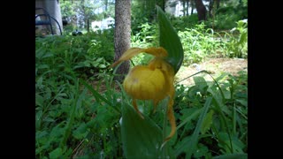 Single Stem Tall Yellow Lady Slipper Bloom Song of the Yellow Mood June 2020