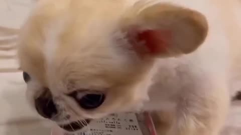 Dog funny face || trending