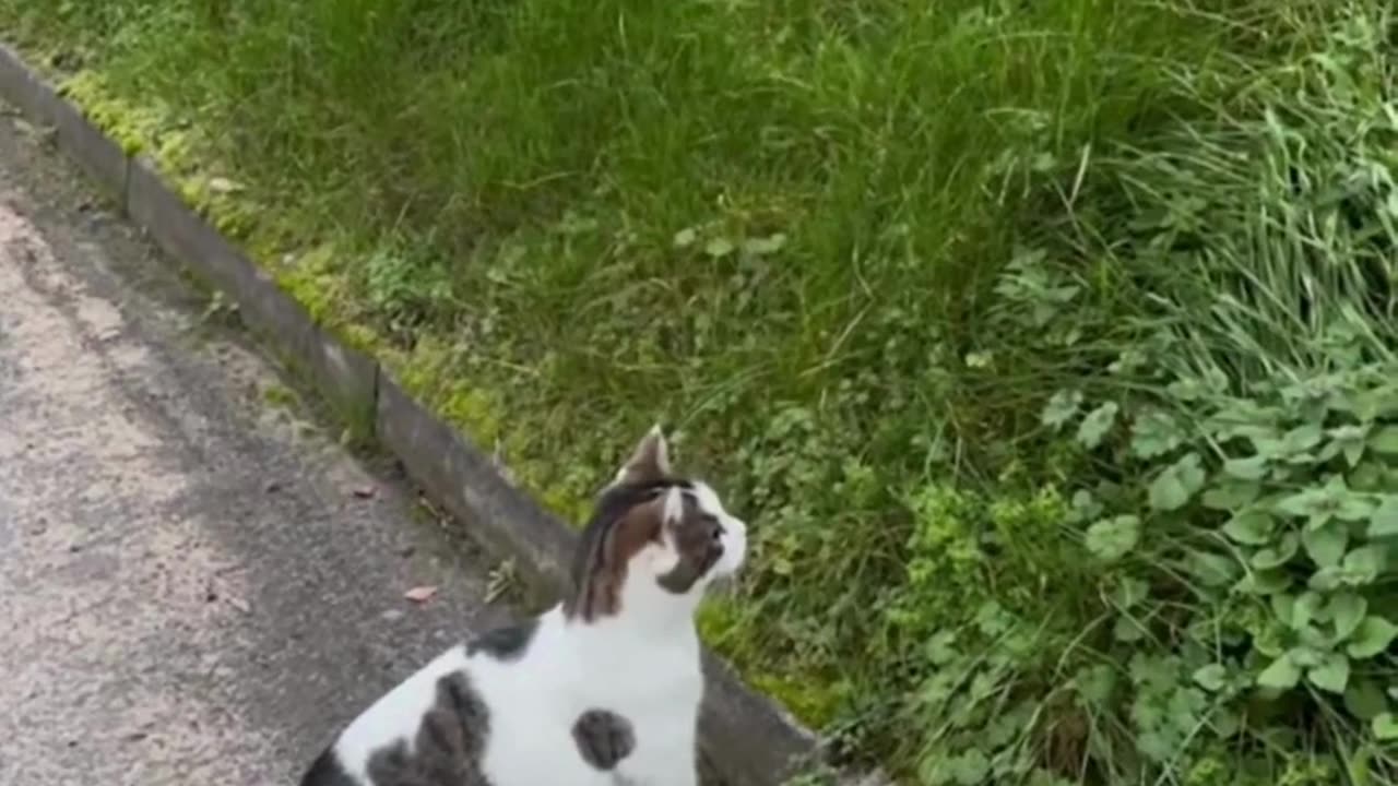 Funny & Cute Cats and Dogs 🥰🥰 #cats #dogs #reels #shorts #viral #pets #redfoxfolder