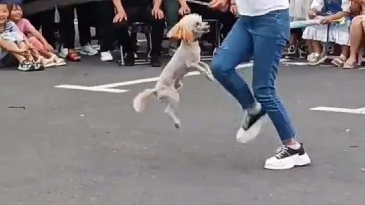 Best dog video