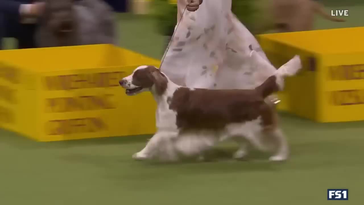 Westminster Kennel Club | Micha the Cocker Spaniel wins the Sporting Group