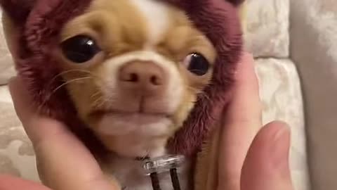 Doggy, cool cute animals.