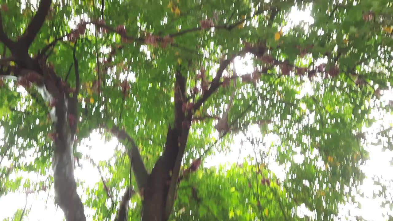 Polynation o Star fruit Plant