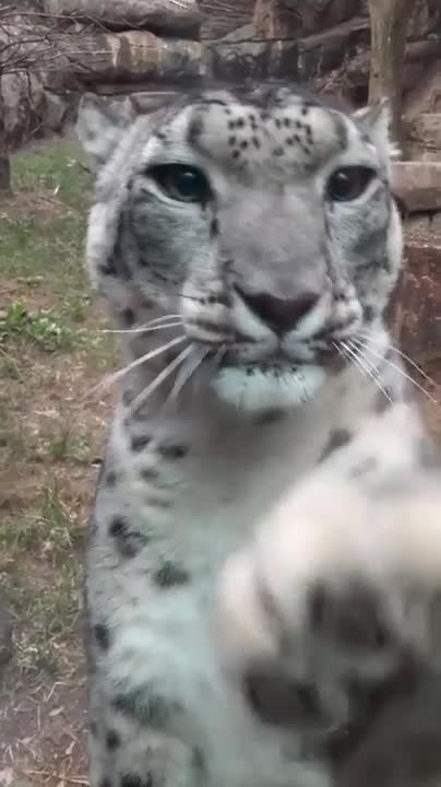 White tiger in front of the camera