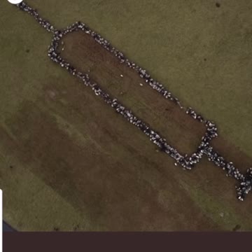 Cbs calling us sheep