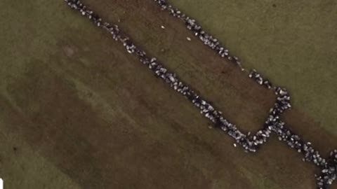 Cbs calling us sheep