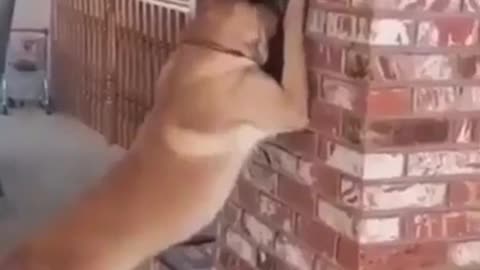 Pure Gold, Great Wise Dog #shorts #viral #shortsvideo #video