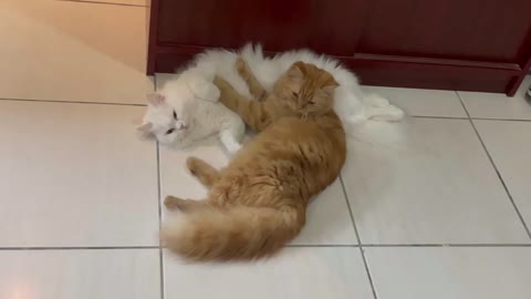 Cute cats. (Follow me)