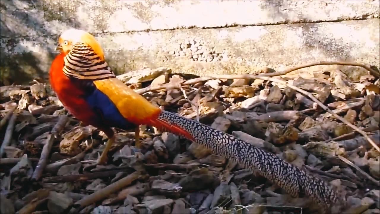 Birds
