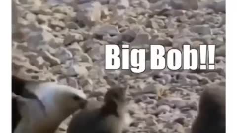 Animal funny videos