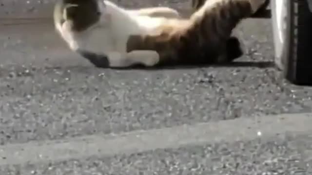 cute cat funny videos 😹😻 || funny videos