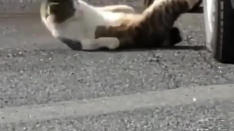 cute cat funny videos 😹😻 || funny videos