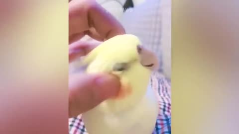 Smart And Funny Parrots Parrot Talking Videos Compilation P1 Super Dogs