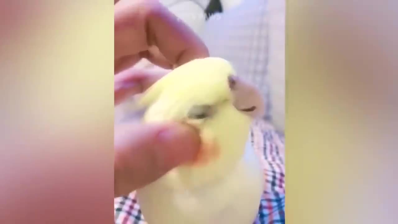 Smart And Funny Parrots Parrot Talking Videos Compilation P1 Super Dogs