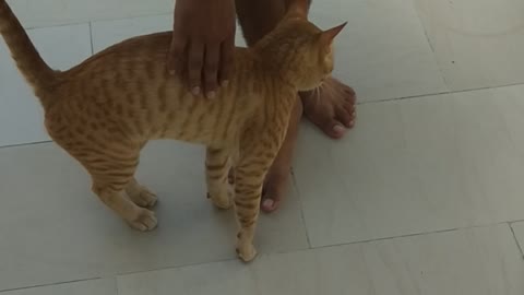 Cat 🐈🐈 play with me