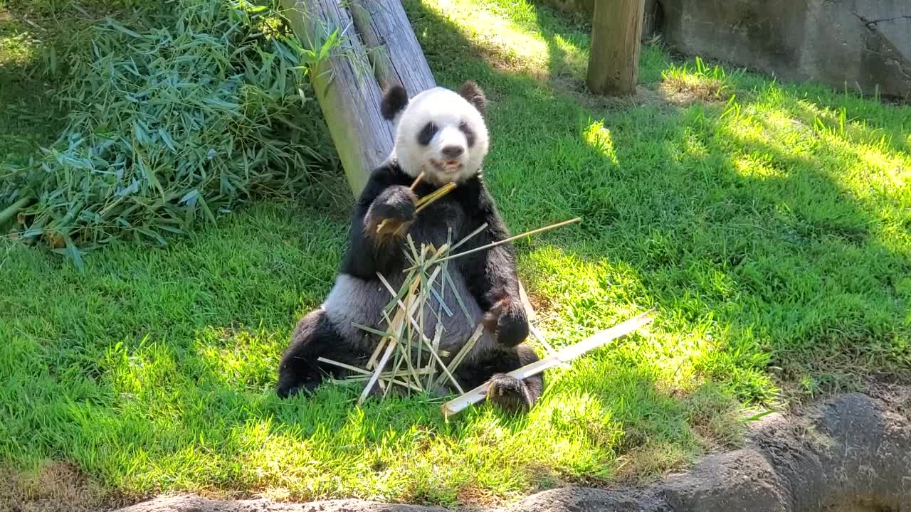 a ailuropoda melanoleuca chowing down