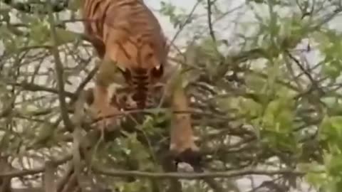 Monkey escapes tiger