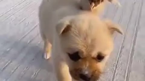 Cute dog