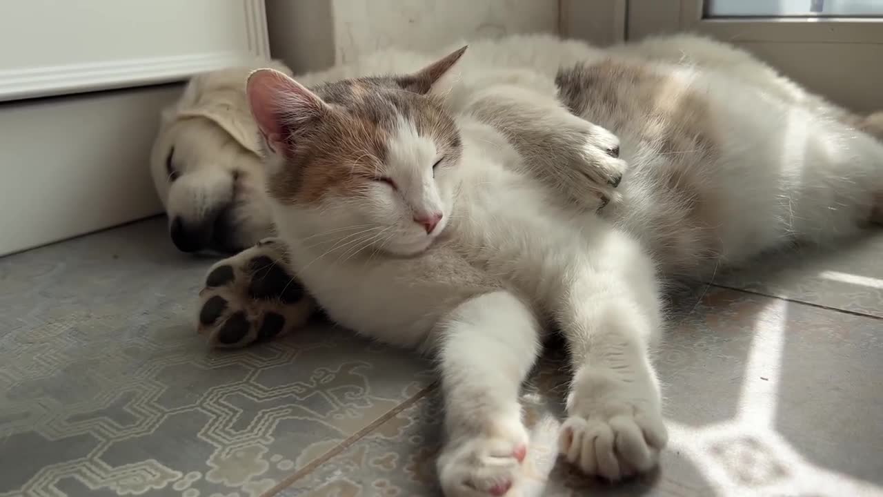 Pregnant Cat Reacts to Sleeping Golden Retriever Puppy