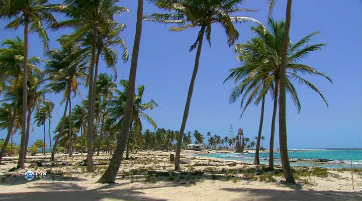 Palm trees on the beach near the ocean
