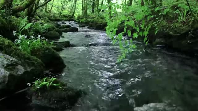 Calming Peaceful Relaxing Forest River Zen Meditation