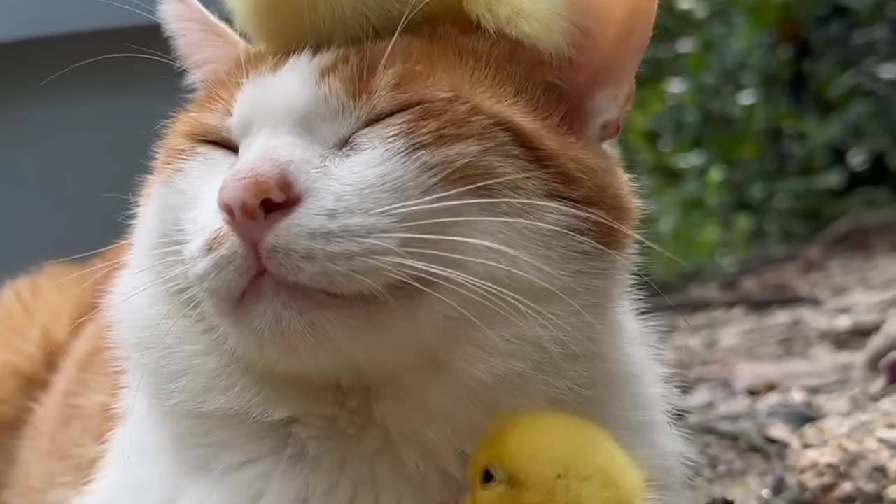 Friendship Cat and cute ducklings ,funny cats , friendship animals