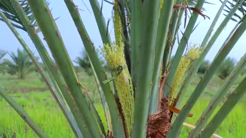 Agriculture Technology - Date Palm Pollination - Easy and Effective Method