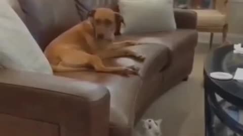 Funny Animal Videos
