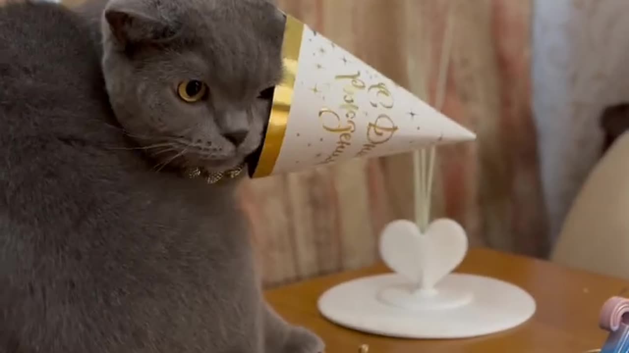Syl_Vester's Birthday Bash_ Balloons, Candles, and Cat Pâté #cat #catcomedy