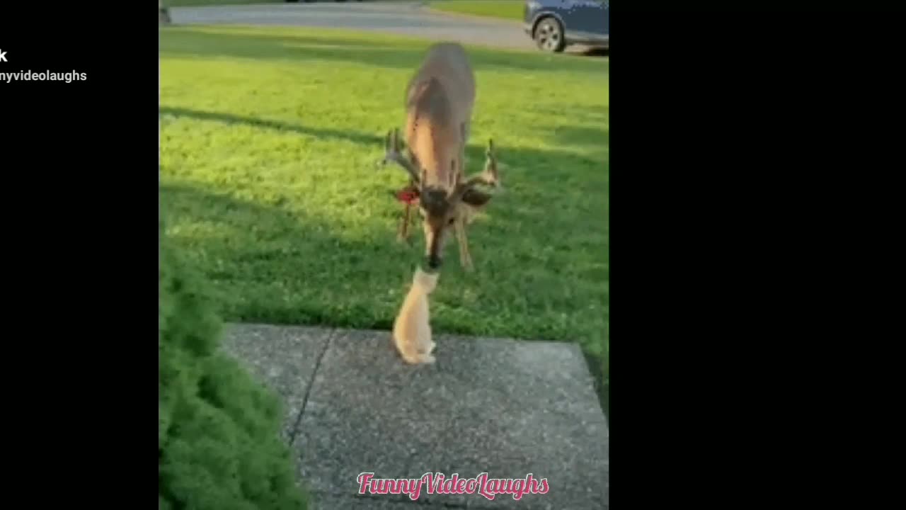 Funny Animal Videos