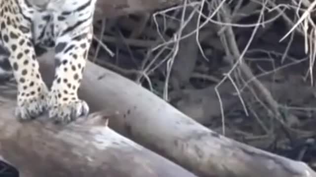 Pantanal Jaguar