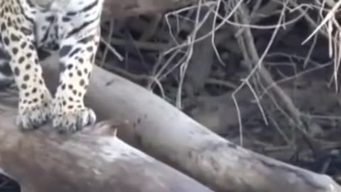 Pantanal Jaguar