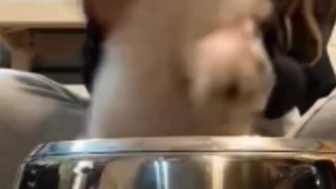 CUTE DRUMMING PUPPY DOG VIDEO