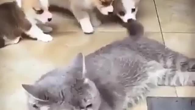 There are so many 😂😂 funny animal cat and dog