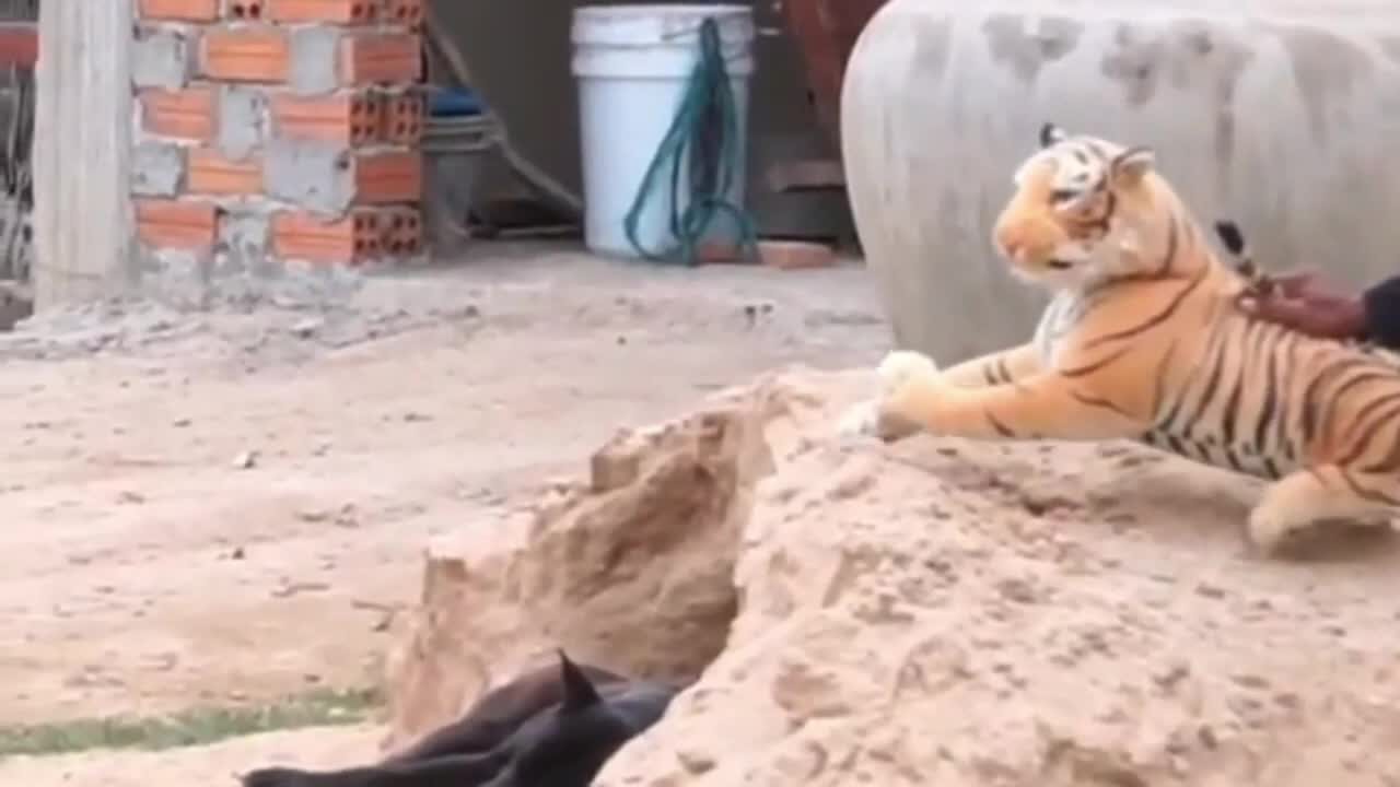 Funniest videos2022
