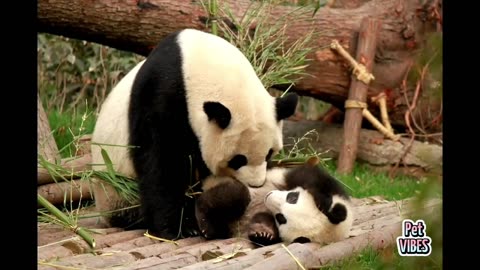 cute panda videos