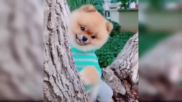 funny baby and dog video, funny baby video with dog,