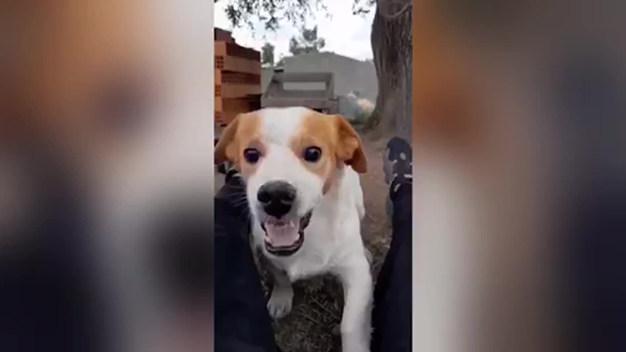 TOP OF THE MOST funny videos on the Internet