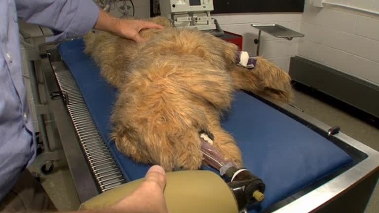 Robo pets make training real for veterinarians