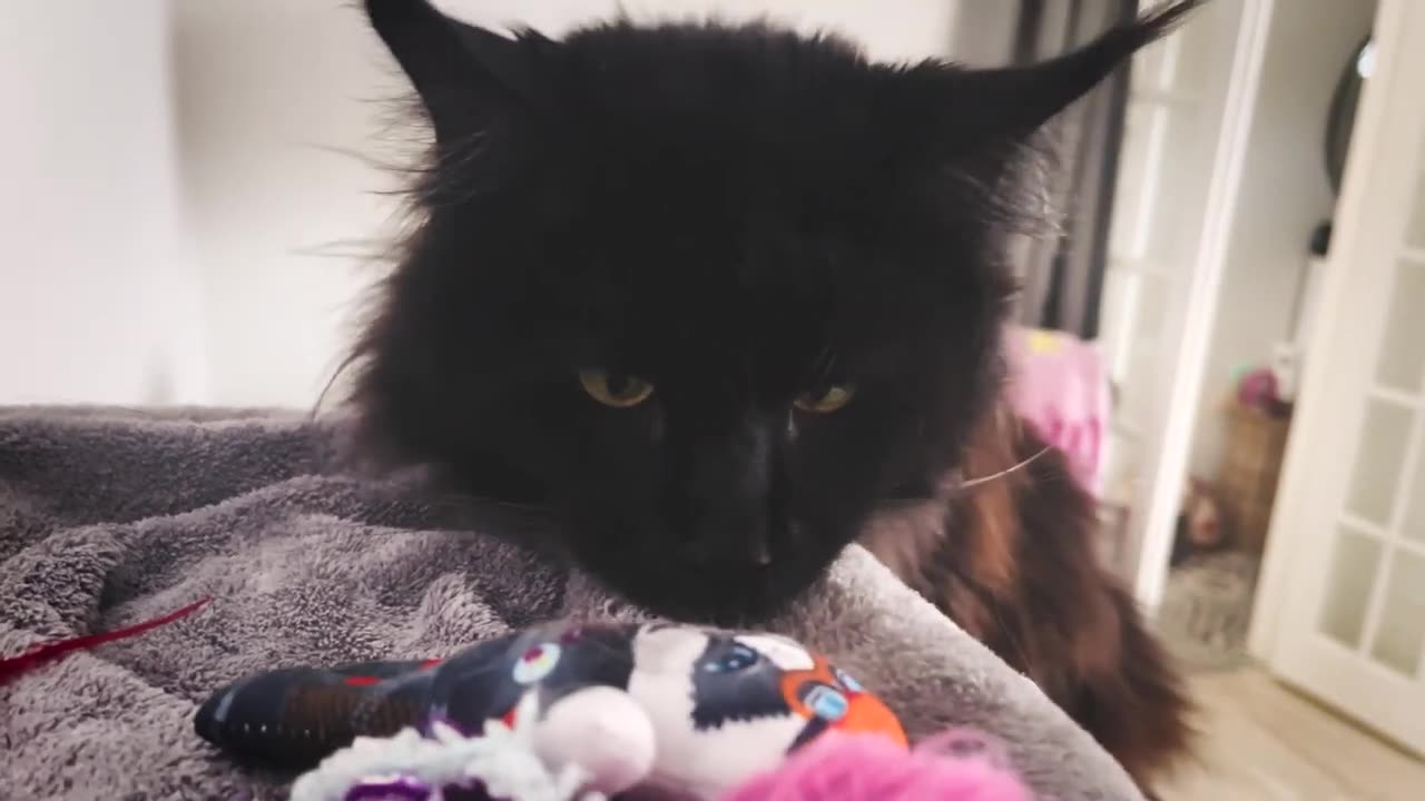 Our Maine Coon Pablo