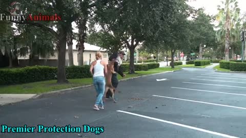 Dogs Protecting Their Owners - Dogs that are better than guns! [ Dog Training ]